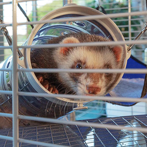 Двоповерхова клітка Ferplast Furet Tower для тхорів на колесах
