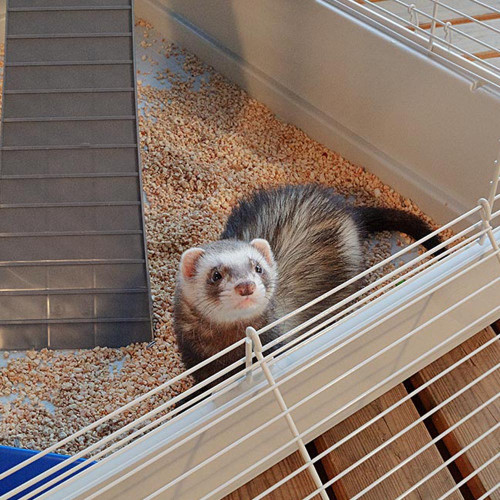 Двоповерхова клітка Ferplast Furet Tower для тхорів на колесах
