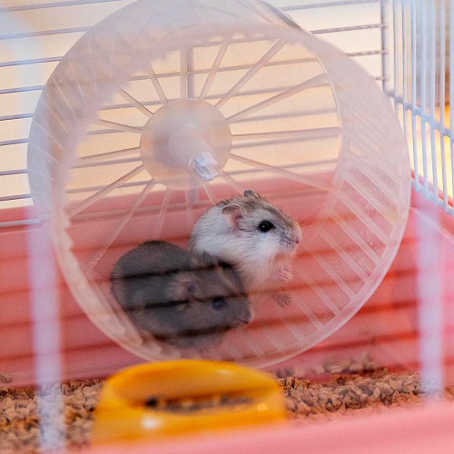 Клітка Ferplast Cage Criceti 9 Princess для хом`яків