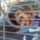 Двоповерхова клітка Ferplast Furet Tower для тхорів на колесах