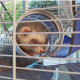 Двоповерхова клітка Ferplast Furet Tower для тхорів на колесах