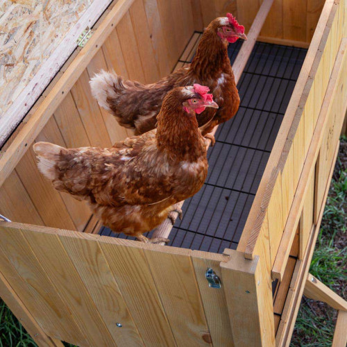 Дерев'яний будиночок для 4 курей Ferplast Hen House 10