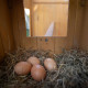 Дерев'яний будиночок для 4 курей Ferplast Hen House 10