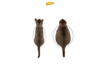Лишний вес у кошек: как понять, что ваш любимец набрал лишнее, и как безопасно похудеть