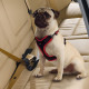 Ремень безопасности для собак Ferplast Dog Travel Belt