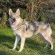 Нейлонова шлейка для собак Ferplast Sport Dog P L Yellow