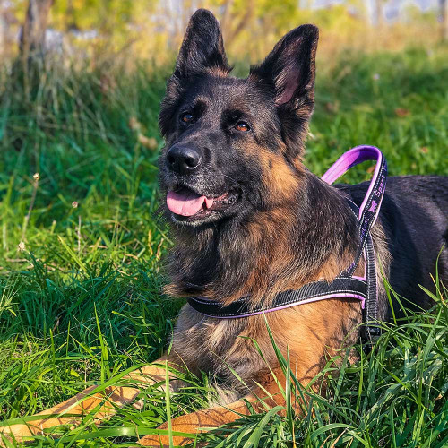 Нейлонова шлейка для собак Ferplast Sport Dog P L Fuchsia