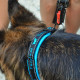Ошейник для собак на подкладке Ferplast Sport Dog C25/55 Blue