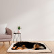 Матрац для собак із м'якого тонкого флісу Ferpalst Jolly 110 Mircofleece Beige