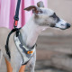 Тренувальна нейлонова шлейка для собак та кішок Ferplast Nikita Fashion M Azzurro