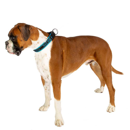 Ошейник для собак на подкладке Ferplast Sport Dog C25/55 Blue